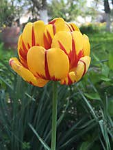 Yellow and red peony flower