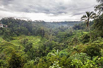 Coffee and chocolate plantation in Bali, Indonesia
