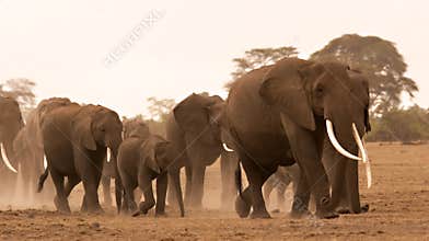 Elephant herd