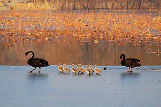 Family of black swan