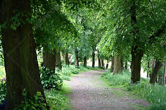 Lime tree green alley