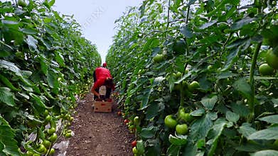 Production of vegetables in greenhouses