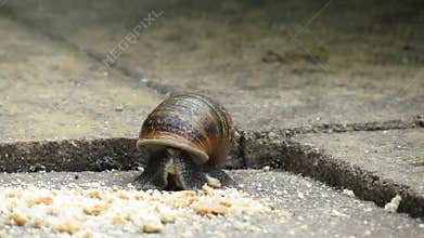 Mice feeding on crumbs in house garden.