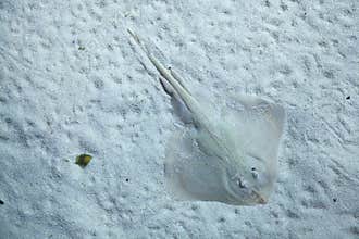 Thornback ray (Raja clavata).