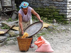 Local Woman Processing Corn on the Annapurna Circuit Trek in Nepal