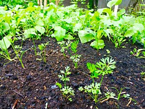 Carrot seedlings and radishes