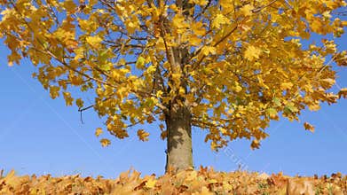 Dry yellow leaves on maple tree float in wind 4K