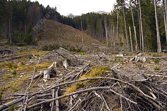Deforestation