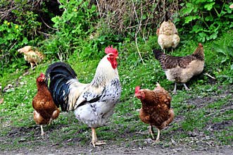 Rooster and Chickens