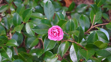 Camellia flower against green foliage background