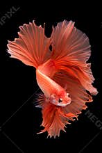 Halfmoon betta fish