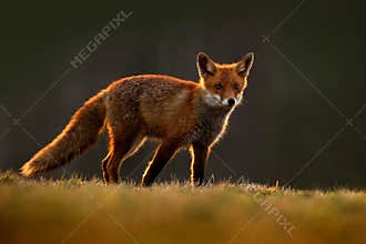 Red Fox, Vulpes vulpes, beautiful animal at green forest with flowers, in the nature habitat, evening sun with nice light