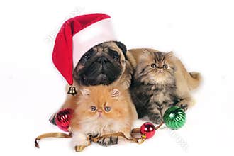 Christmas dog and kittens.