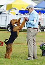 ANKC Pro show dog handler exhibitor having fun with his Airedale Terrier in show ring
