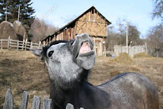 Horse and citric fruit!