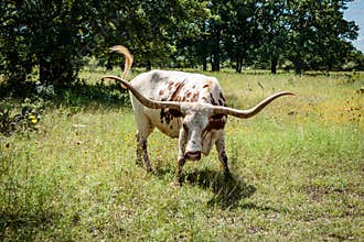 Texas Longhorn