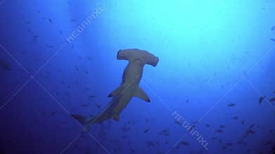 Hammerhead Shark swims in blue sea search of food.