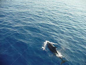 Dolphin