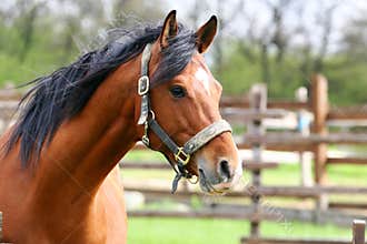 Chestnut horse head closeup early summertime