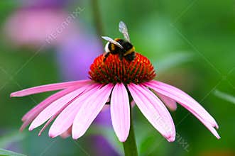 Bumble Bee on Coneflower