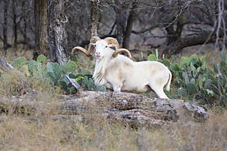 Huge Texas Tall Ram