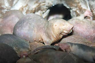 Naked Mole-rats