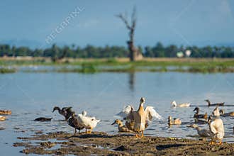 Group of ducks in lake near U Bein Bridge, Mandalay region, Myanmar