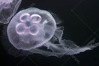 Moon Jellyfish
