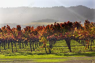 Red Vines Leave Under Sun Beams Vineyards Napa