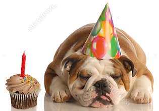 Birthday dog