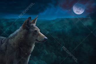 Grey Alpha Wolf During Full Moon Night in the Wilderness.