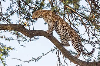 Leopard Walking Along Branch