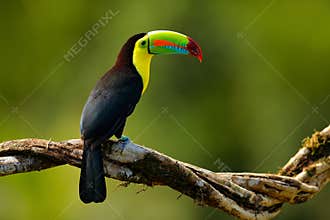 Toucan