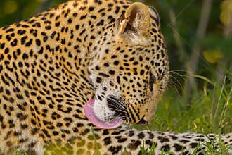 Leopard Grooming