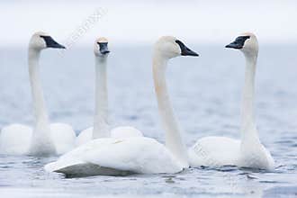 Trumpeter swan gathering