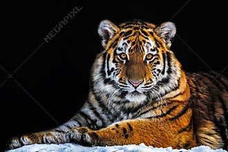 Tiger - Panthera tigris