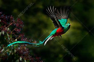 Flying Resplendent Quetzal, Pharomachrus mocinno, Savegre in Costa Rica, with green forest background. Magnificent sacred green an