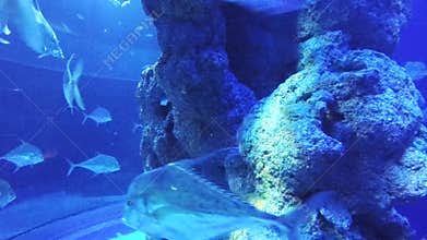 Diamond Trevally