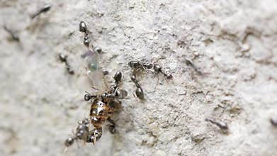 Ants moving a dead bee