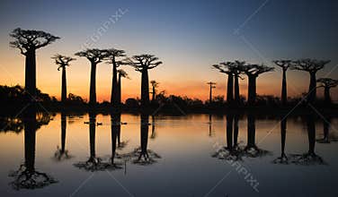 Baobabs at sunrise near the water with reflection. Madagascar.
