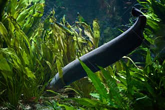 Electric eel Electrophorus electricus.