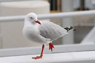 Seagull (Silver Gull)