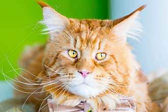 Young Red Cat with Big Eyes wearing Butterfly Tie and Smiling