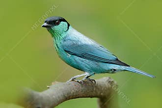 Black-capped tanager, Tangara heinei, bird in the green forest habitat sitting on the branch. Beautiful bird from Colombia. Blue