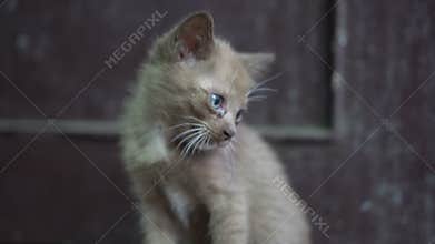 Portrait of beautiful kitty with blue eyes