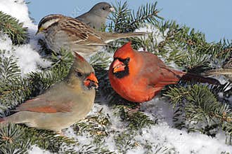 Mixed Flock Of Birds