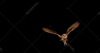 Barn Owl, tyto alba, Adult in flight, Normandy,