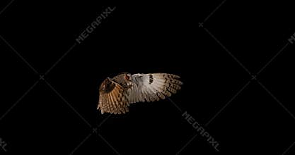 Long Eared Owl, asio otus, Adult in Flight, Normandy in France,