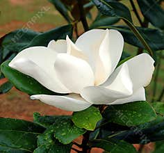 Magnolia flower