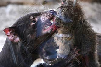 Tasmanian devil feeding on mammal carcass